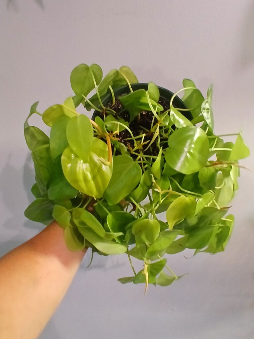 Neon Pothos - Picture 2 of 6
